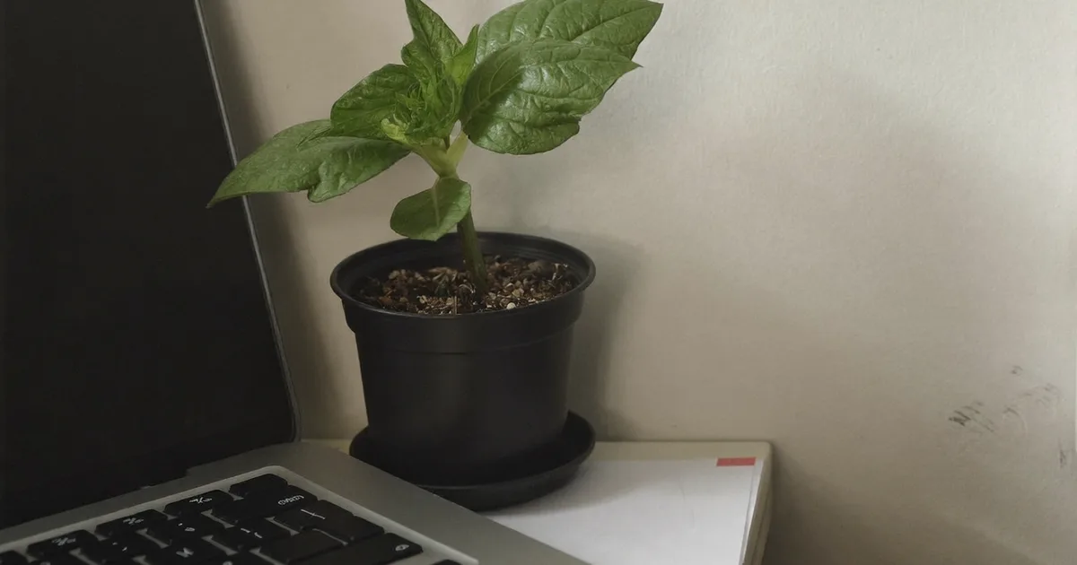 Planta joven creciendo junto a una laptop, como metáfora del tiempo que toma el SEO